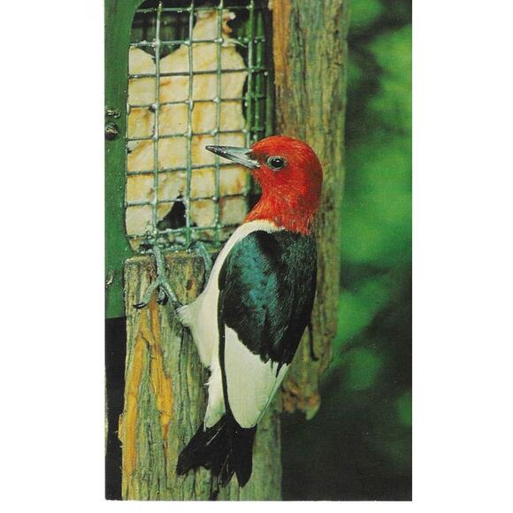 Red-Headed Woodpecker Postcard Unposted - Picture 1 of 2